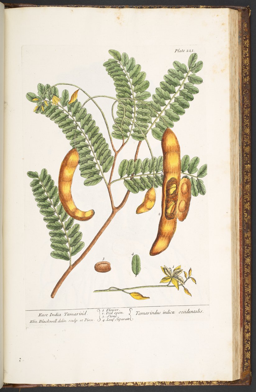 Levy 221, "A Curious Herbal" tekijältä Elizabeth Blackwell