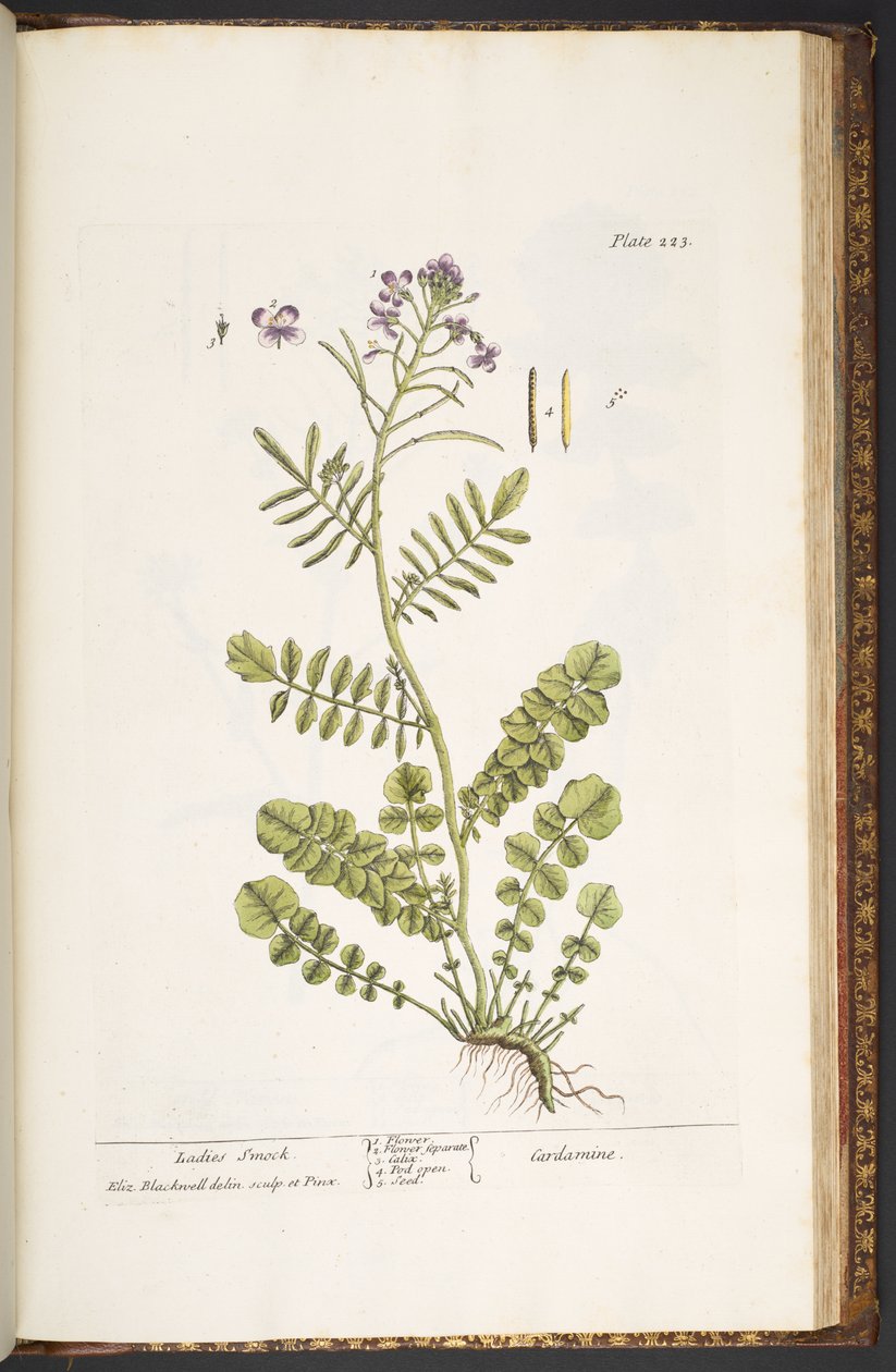 Levy 223, "A Curious Herbal" tekijältä Elizabeth Blackwell