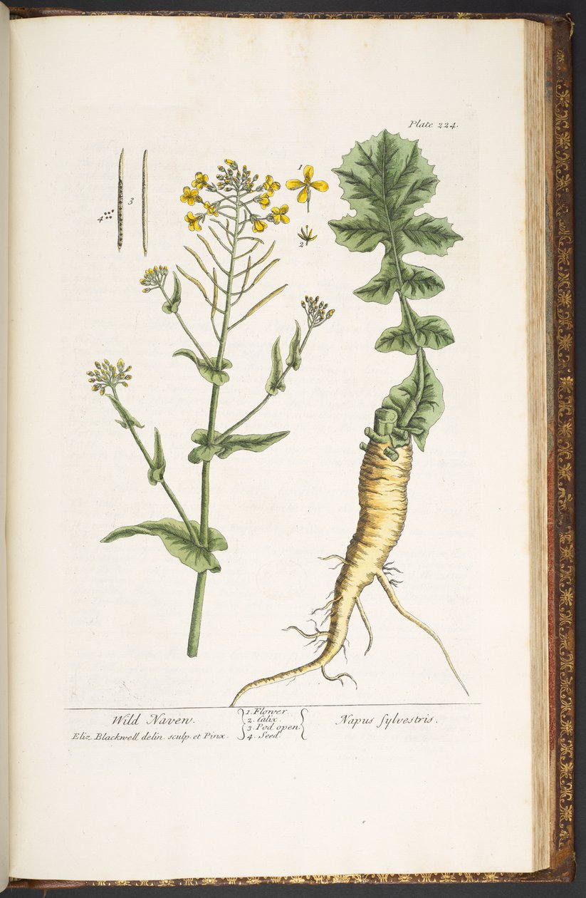 Levy 224, "A Curious Herbal" tekijältä Elizabeth Blackwell