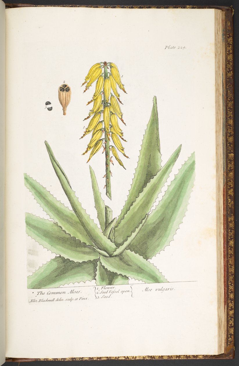Levy 229, "A Curious Herbal" tekijältä Elizabeth Blackwell