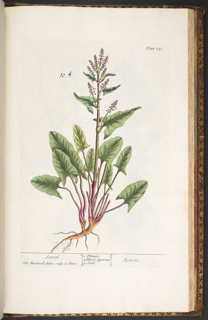 Levy 230, "A Curious Herbal" tekijältä Elizabeth Blackwell