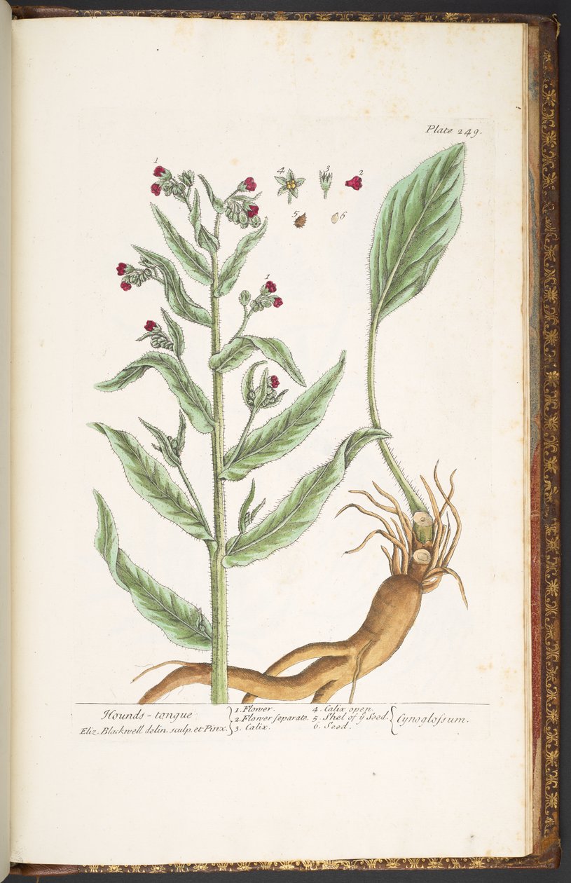 Levy 249, "A Curious Herbal" tekijältä Elizabeth Blackwell