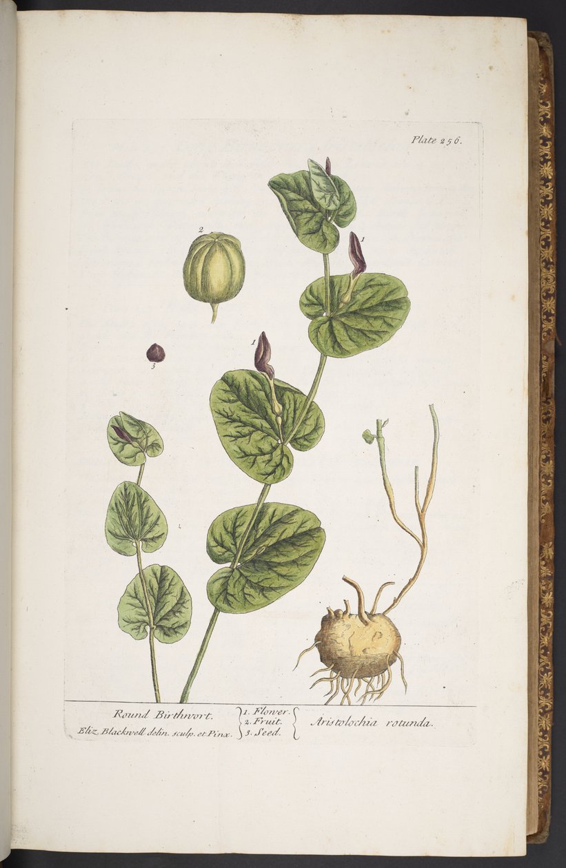 Levy 256, "A Curious Herbal" tekijältä Elizabeth Blackwell