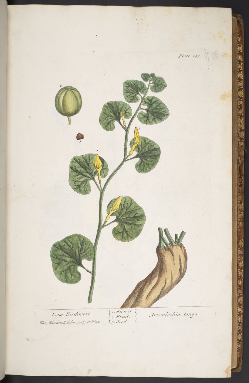 Levy 257, "A Curious Herbal" tekijältä Elizabeth Blackwell