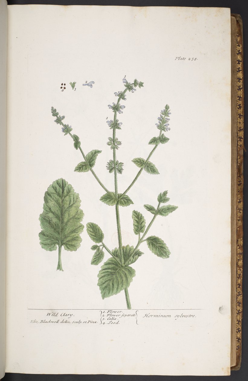 Levy 258, "A Curious Herbal" tekijältä Elizabeth Blackwell