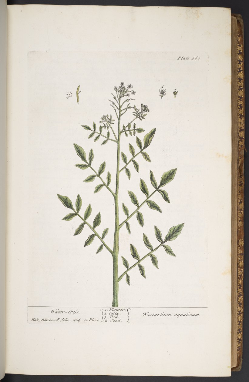 Levy 260, "A Curious Herbal" tekijältä Elizabeth Blackwell