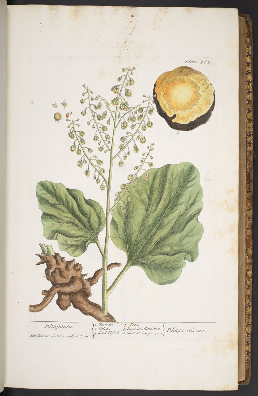 Levy 262, "A Curious Herbal" tekijältä Elizabeth Blackwell