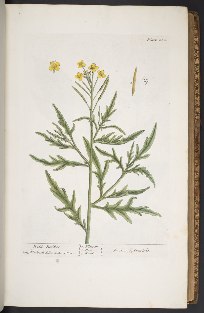 Levy 266, "A Curious Herbal" tekijältä Elizabeth Blackwell