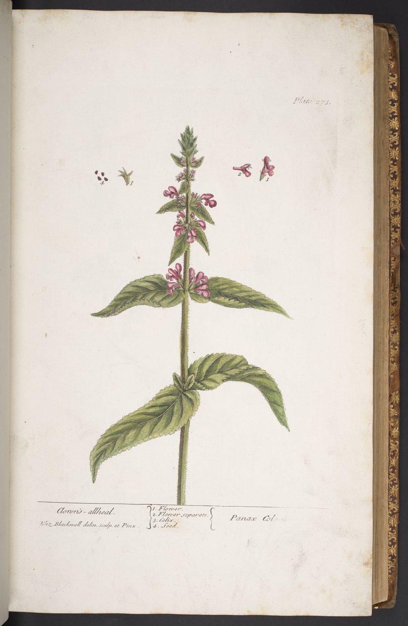 Levy 273, "A Curious Herbal" tekijältä Elizabeth Blackwell