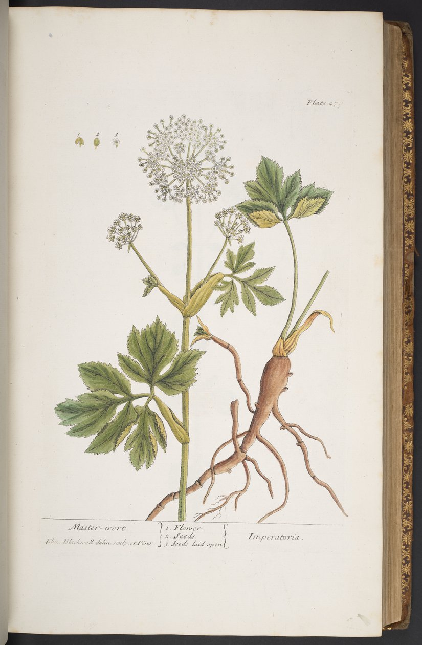 Levy 279, "A Curious Herbal" tekijältä Elizabeth Blackwell