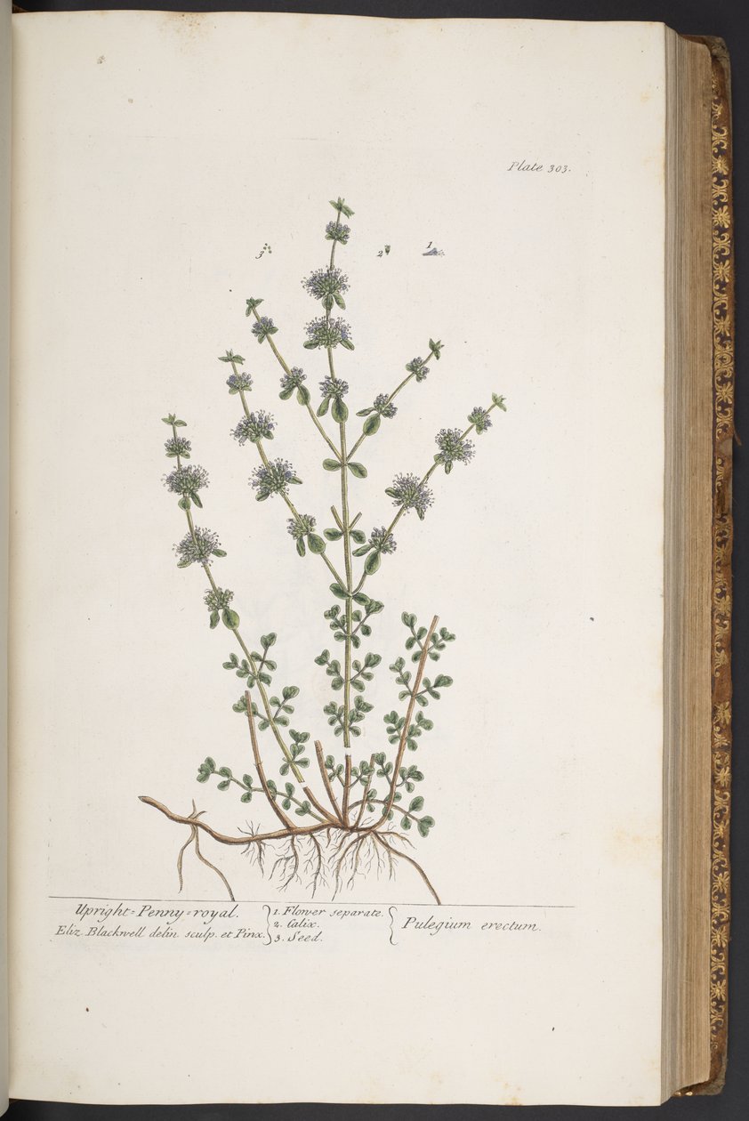 Levy 303, "A Curious Herbal" tekijältä Elizabeth Blackwell
