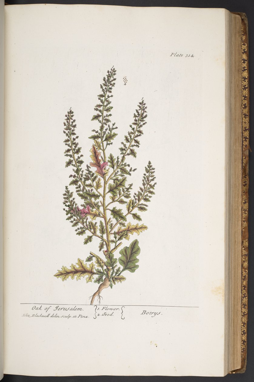 Levy 314, "A Curious Herbal" tekijältä Elizabeth Blackwell