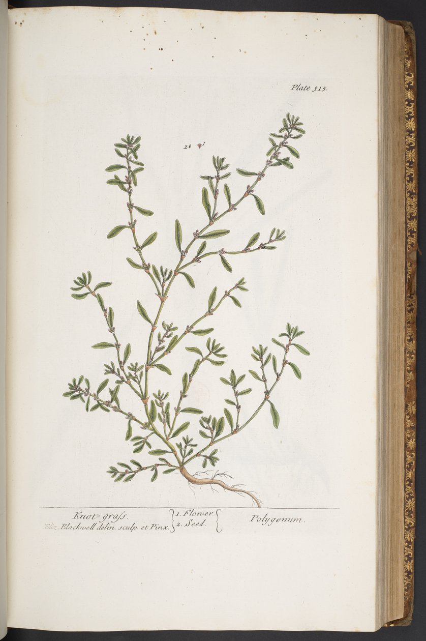 Levy 315, "A Curious Herbal" tekijältä Elizabeth Blackwell