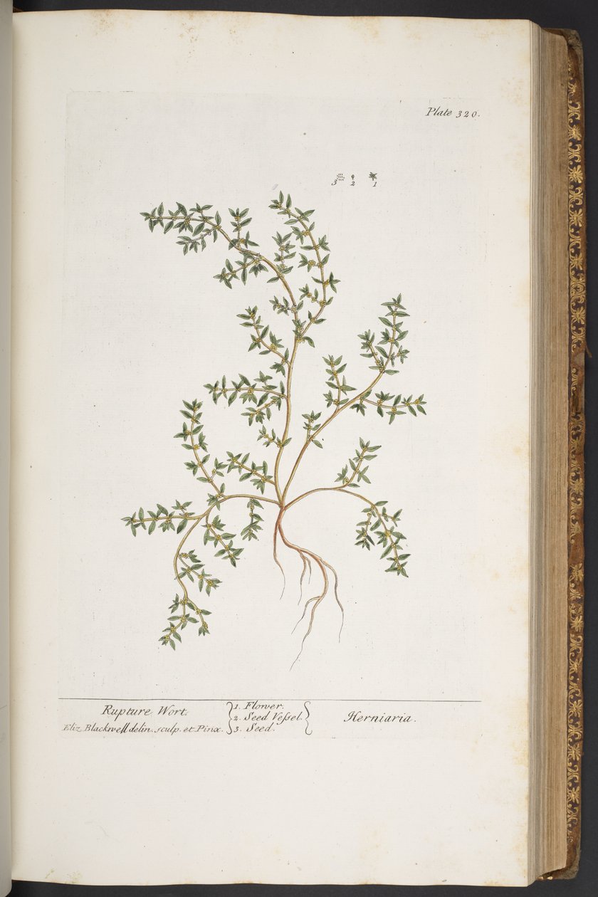 Levy 320, "A Curious Herbal" tekijältä Elizabeth Blackwell