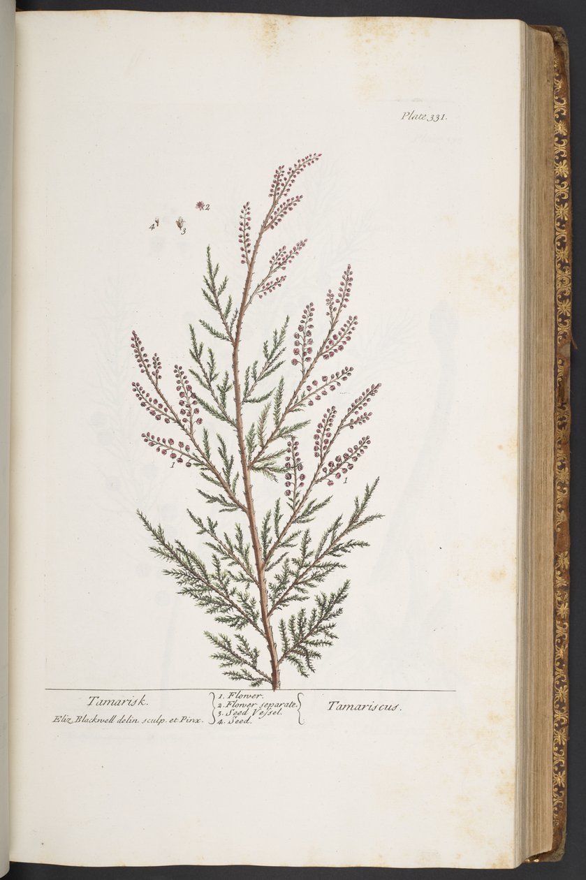 Levy 331, "Utelias yrtti" tekijältä Elizabeth Blackwell