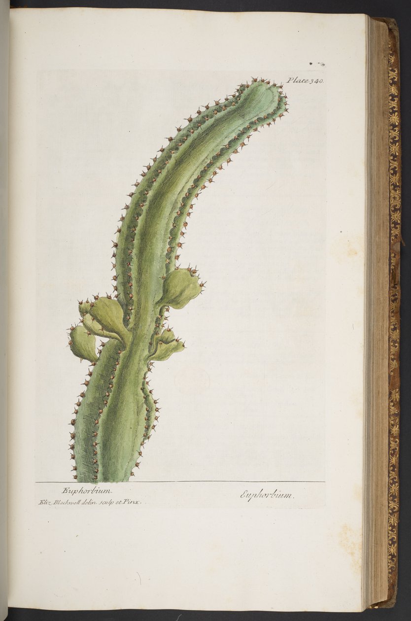 Levy 340, "A Curious Herbal" tekijältä Elizabeth Blackwell