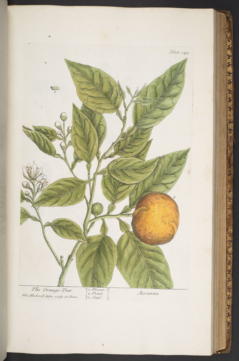 Levy 349, "A Curious Herbal" tekijältä Elizabeth Blackwell