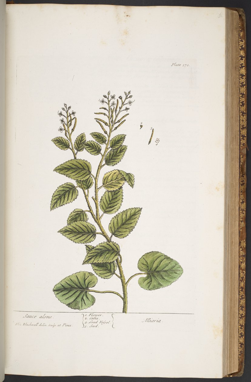 Levy 372, "A Curious Herbal" tekijältä Elizabeth Blackwell
