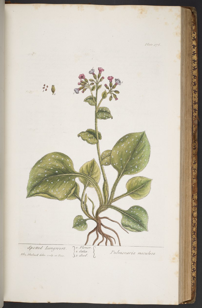 Levy 376, "A Curious Herbal" tekijältä Elizabeth Blackwell