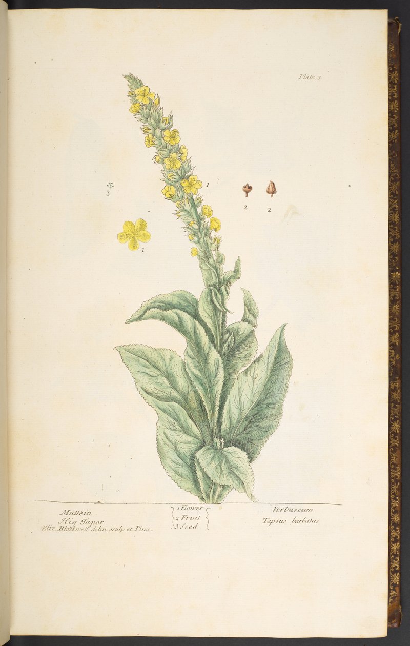 Levy 3, Mullein, "A Curious Herbal" tekijältä Elizabeth Blackwell