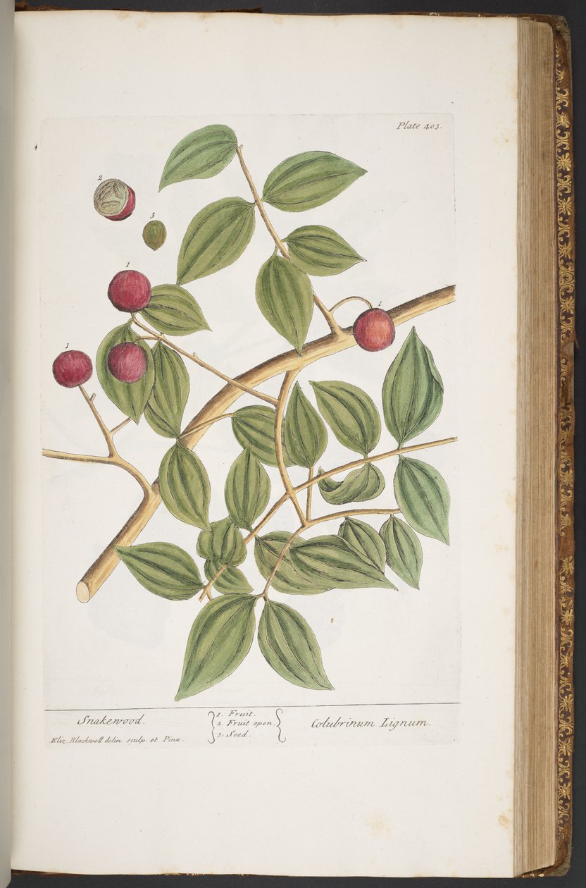 Levy 403, "A Curious Herbal" tekijältä Elizabeth Blackwell