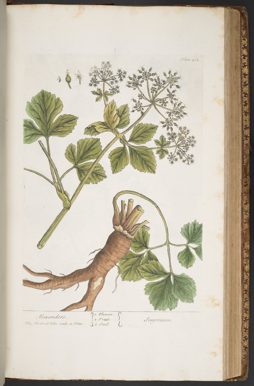 Levy 408, Alexanders, "A Curious Herbal" tekijältä Elizabeth Blackwell