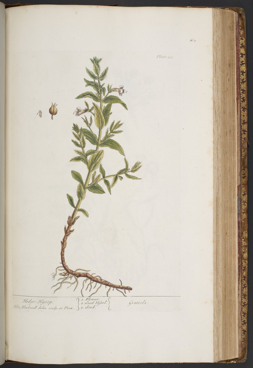 Levy 411, "A Curious Herbal" tekijältä Elizabeth Blackwell
