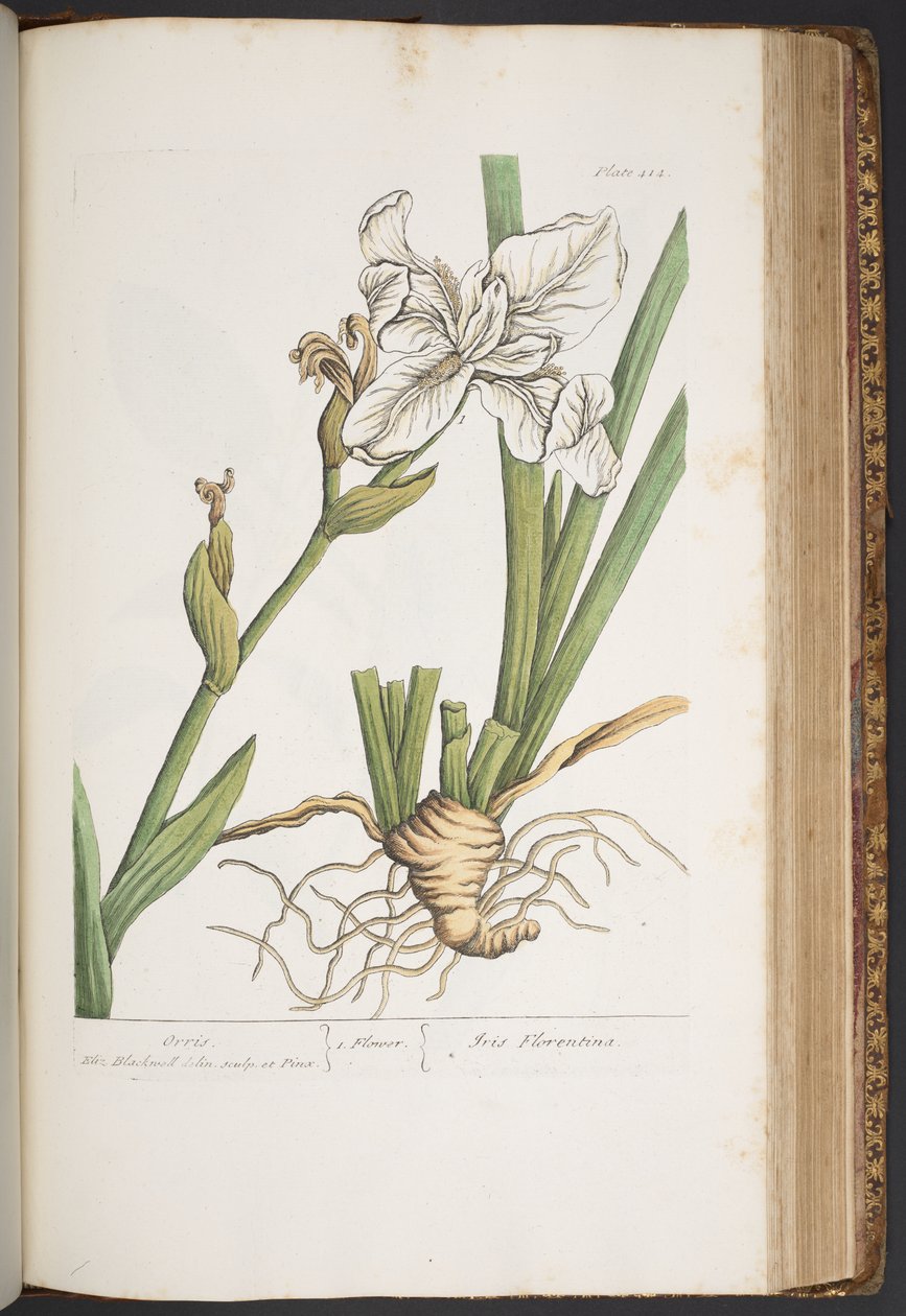 Levy 414, "A Curious Herbal" tekijältä Elizabeth Blackwell