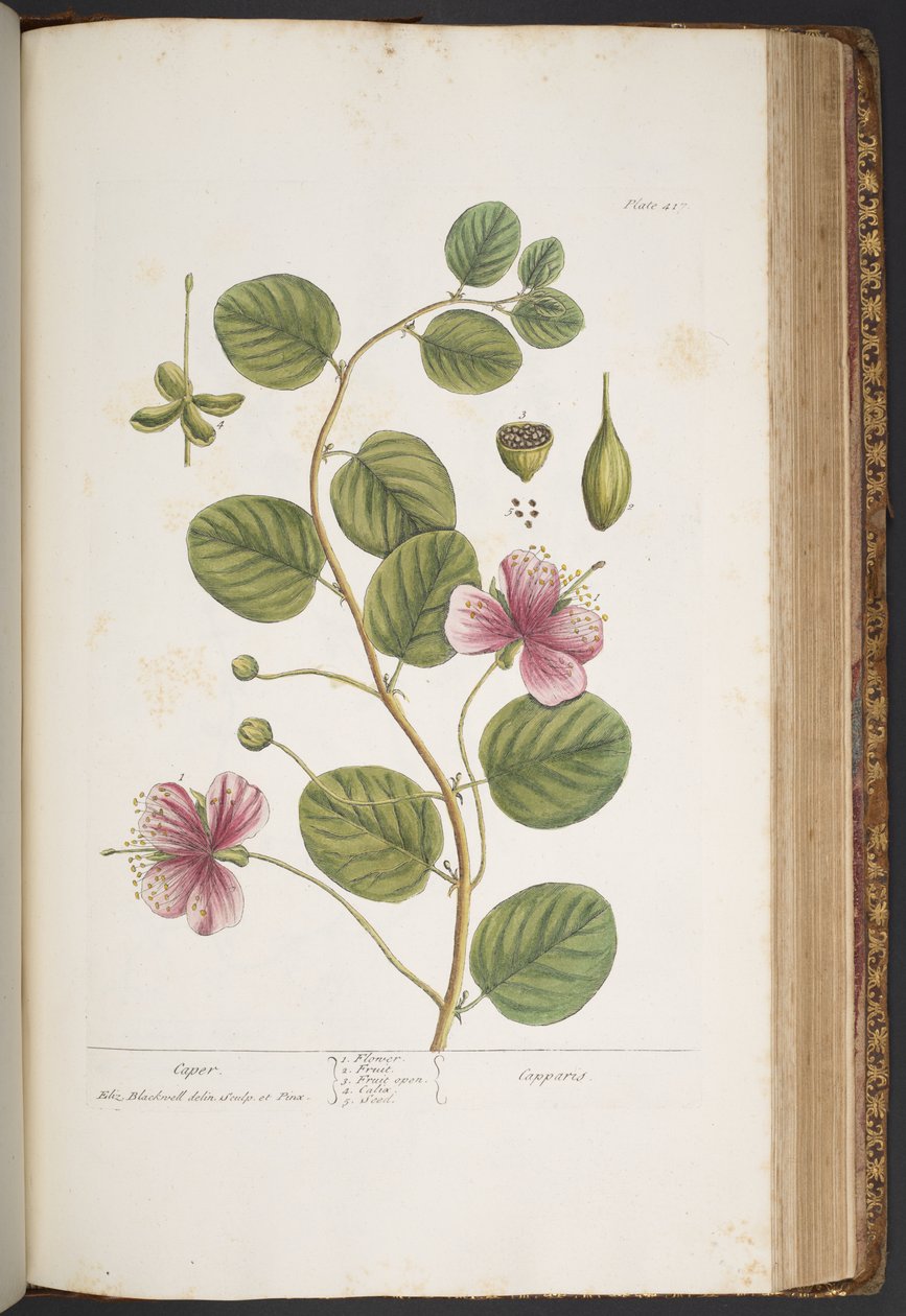 Làmina 417, de "Una herba curiosa" finlandesa tekijältä Elizabeth Blackwell