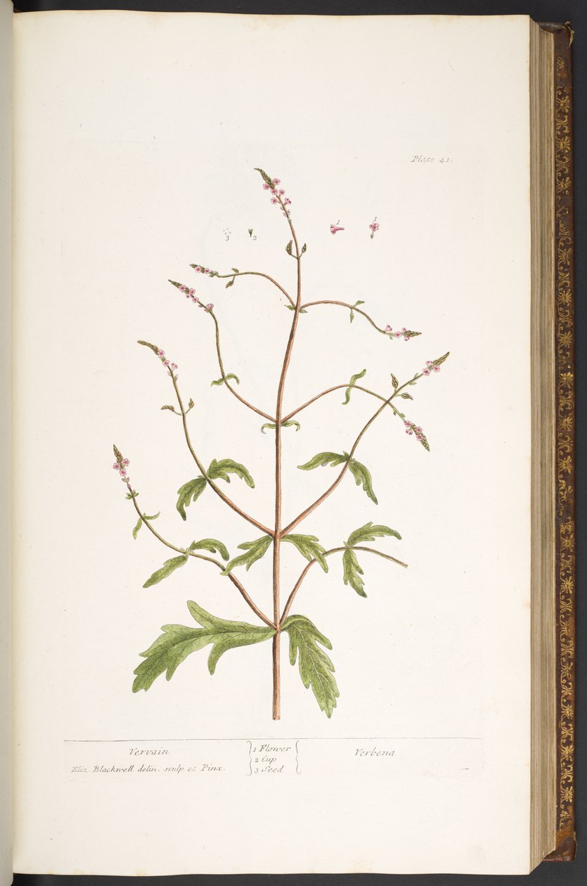 Levy 41, Vervain, "A Curious Herbal" tekijältä Elizabeth Blackwell