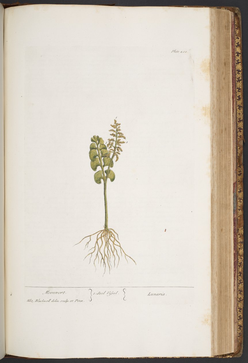 Levy 420, "A Curious Herbal" tekijältä Elizabeth Blackwell