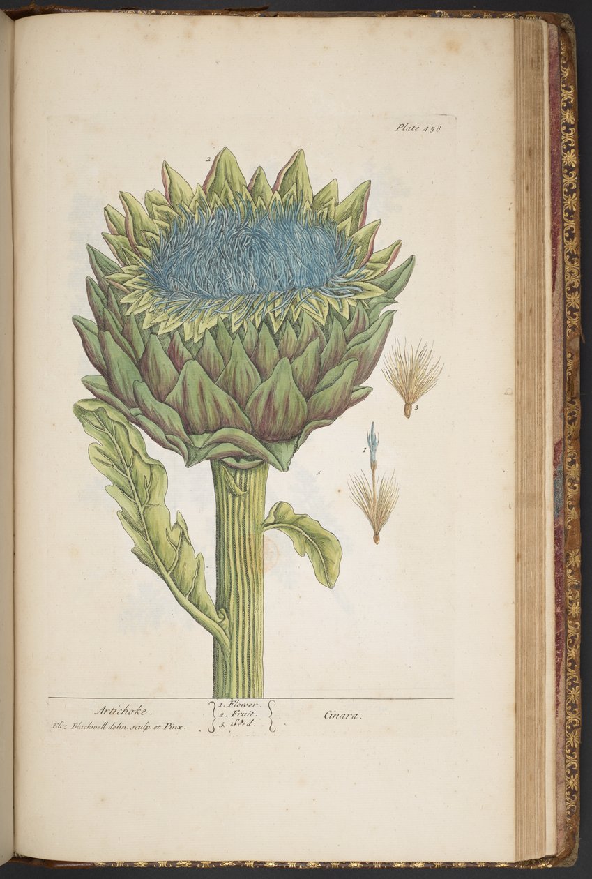 Lauta 458, artisokka, "A Curious Herbal" tekijältä Elizabeth Blackwell