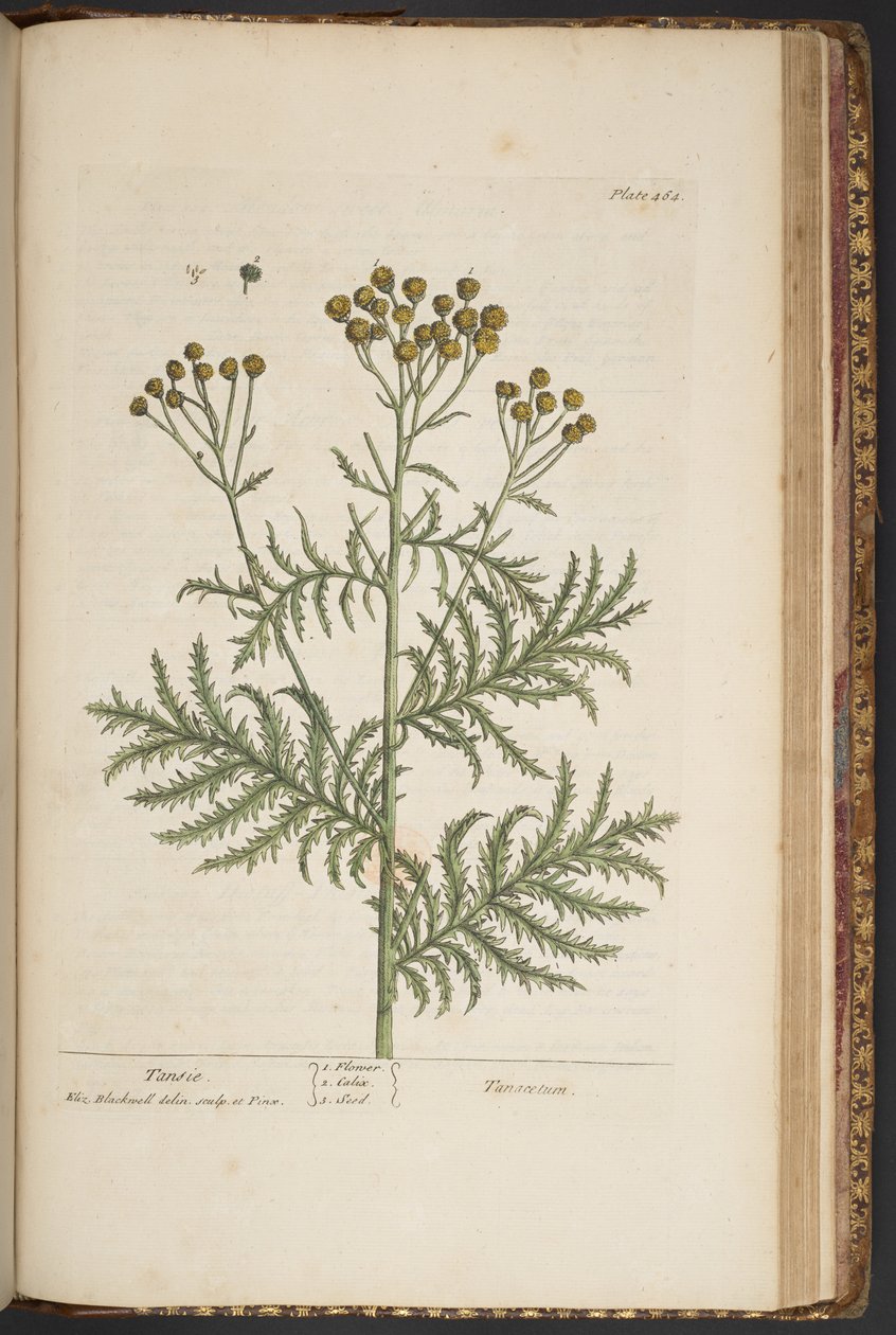 Levy 464, "A Curious Herbal" tekijältä Elizabeth Blackwell