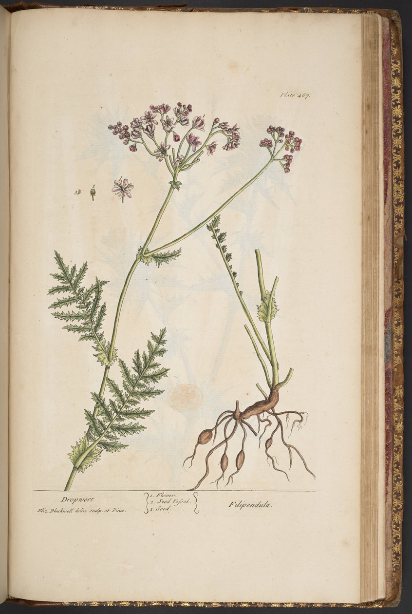 Levy 467, "A Curious Herbal" tekijältä Elizabeth Blackwell