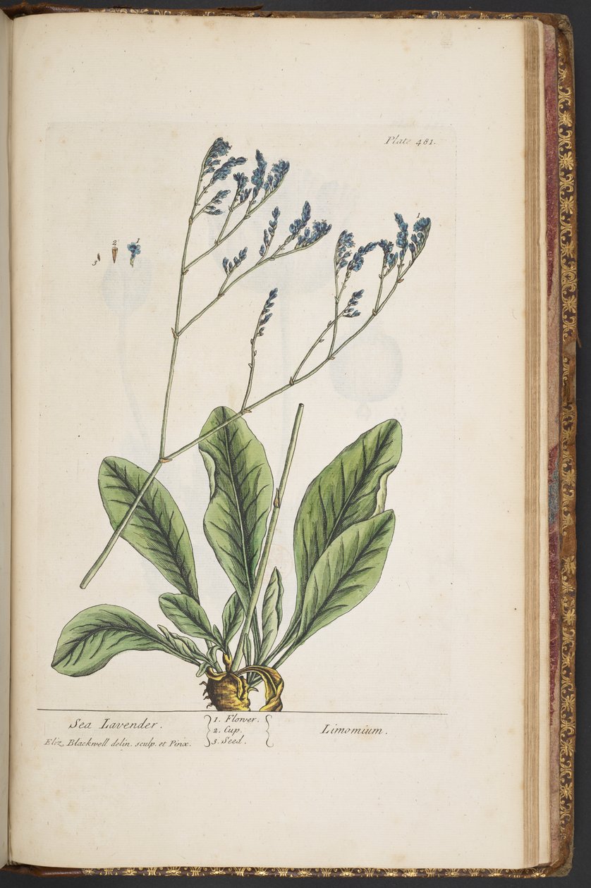 Làmina 481, de "Una herba curiosa" finlandesa tekijältä Elizabeth Blackwell