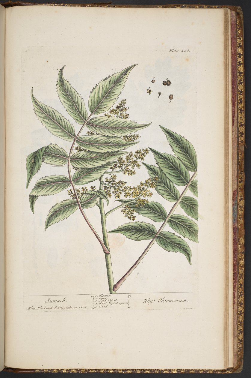 Levy 486, "A Curious Herbal" tekijältä Elizabeth Blackwell