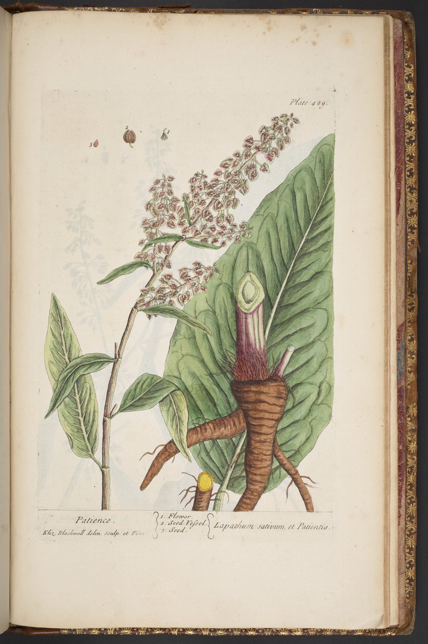 Levy 489, "A Curious Herbal" tekijältä Elizabeth Blackwell