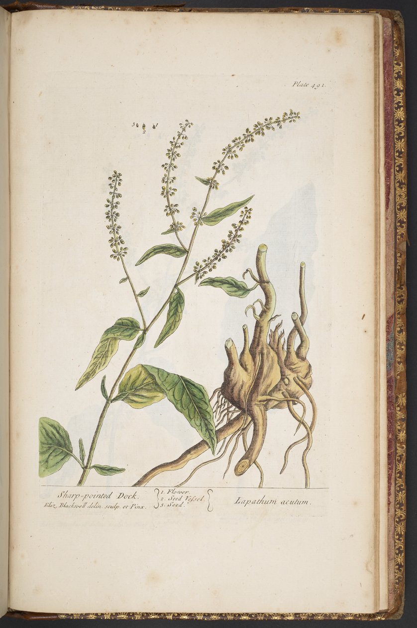 Levy 491, "A Curious Herbal" tekijältä Elizabeth Blackwell