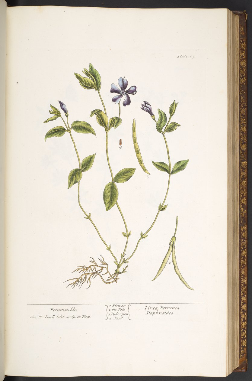 Levy 59, Periwinkle, "A Curious Herbal" tekijältä Elizabeth Blackwell