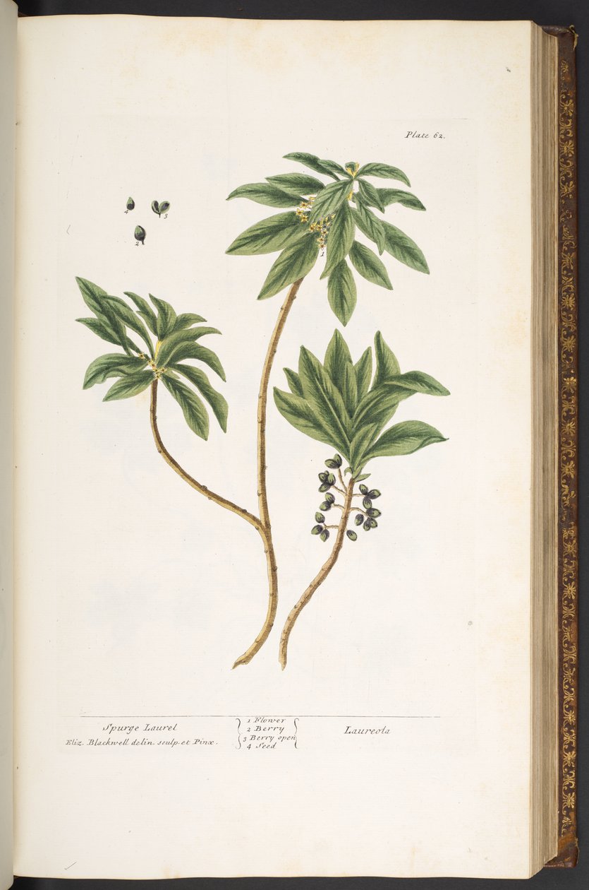 Levy 62, "A Curious Herbal" tekijältä Elizabeth Blackwell