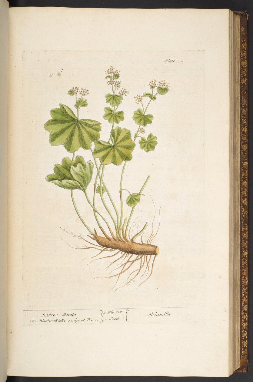 Levy 72, "A Curious Herbal" tekijältä Elizabeth Blackwell