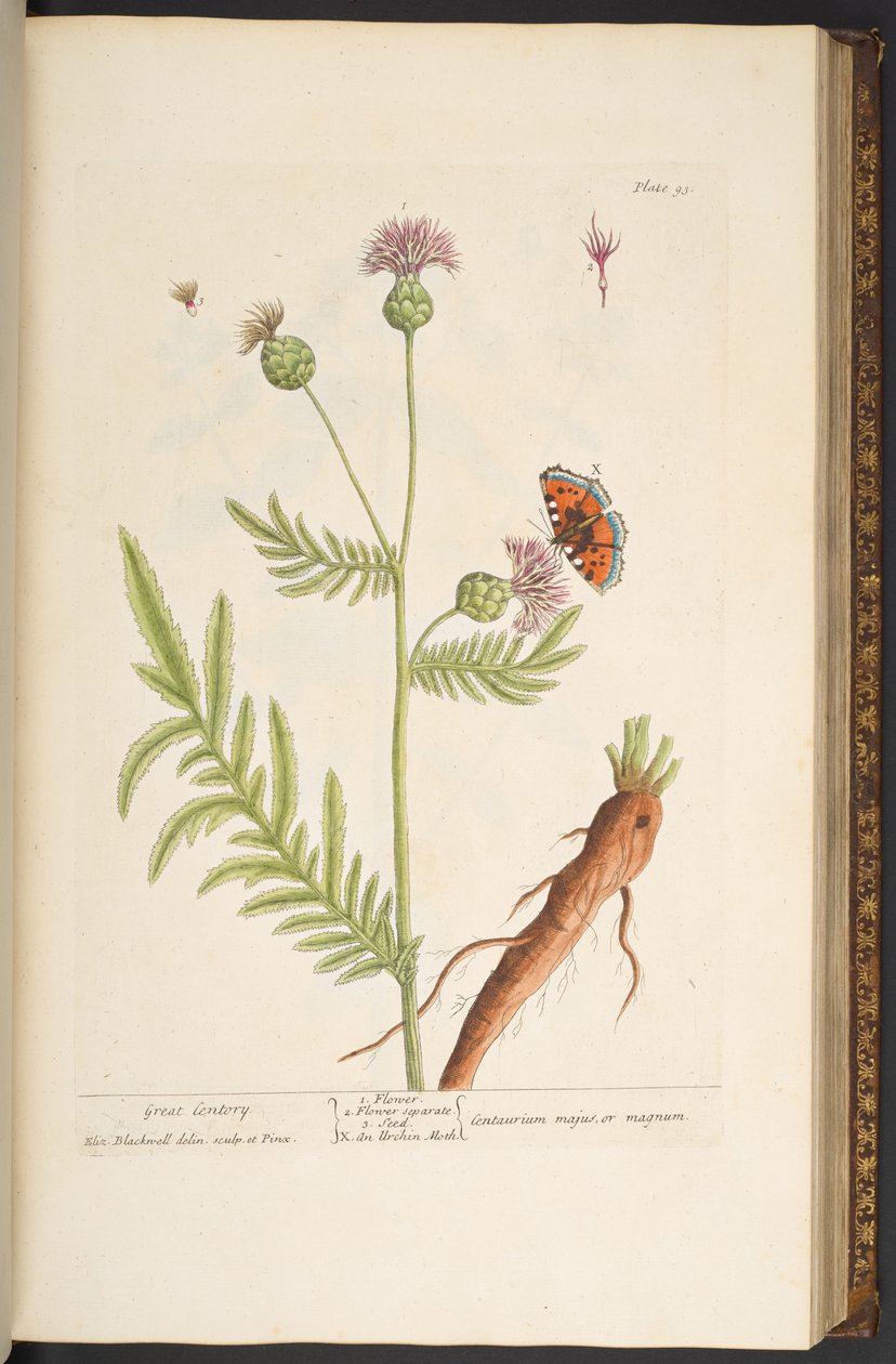 Levy 93, "A Curious Herbal" tekijältä Elizabeth Blackwell