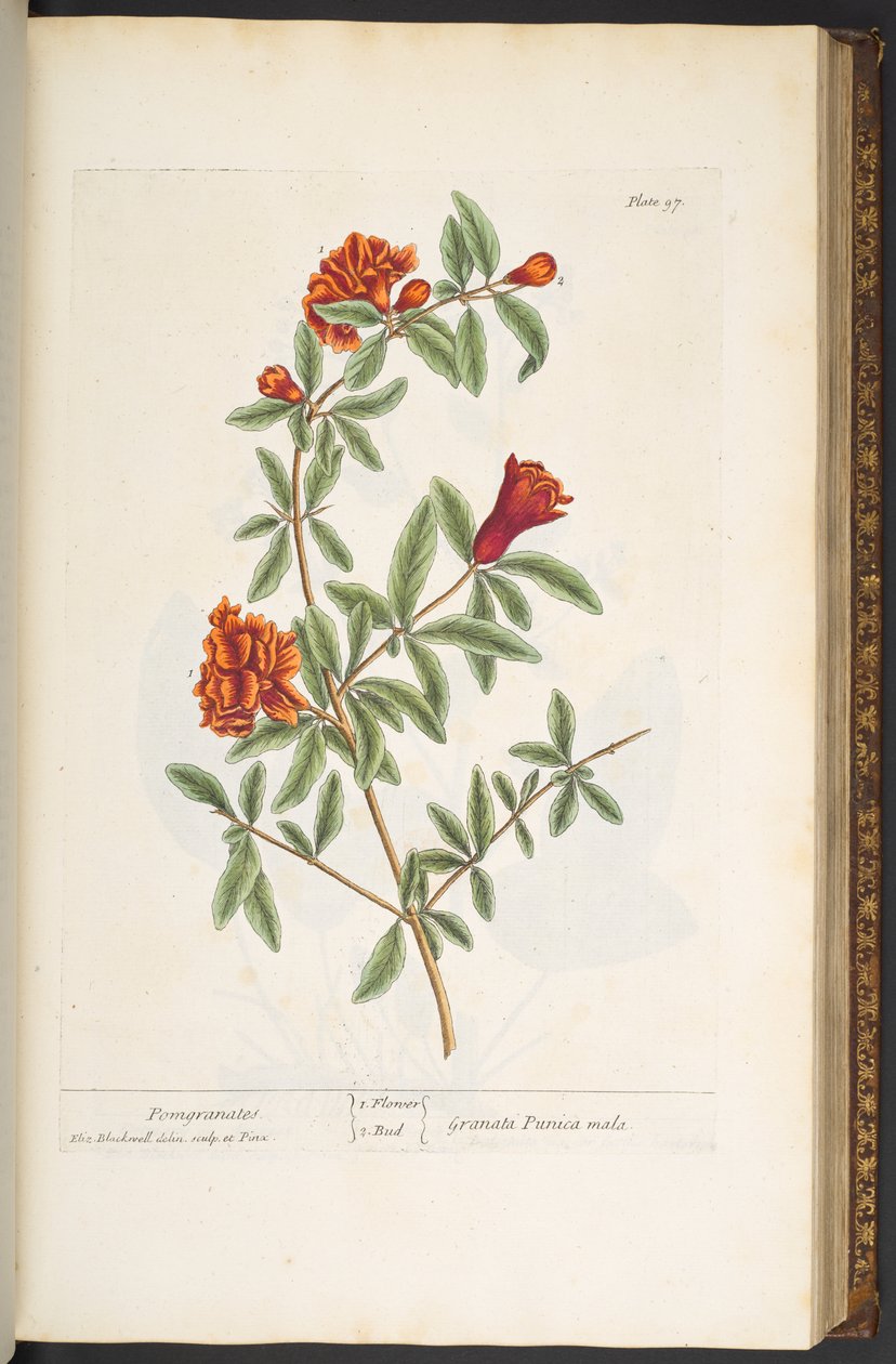 Levy 97, "A Curious Herbal" tekijältä Elizabeth Blackwell