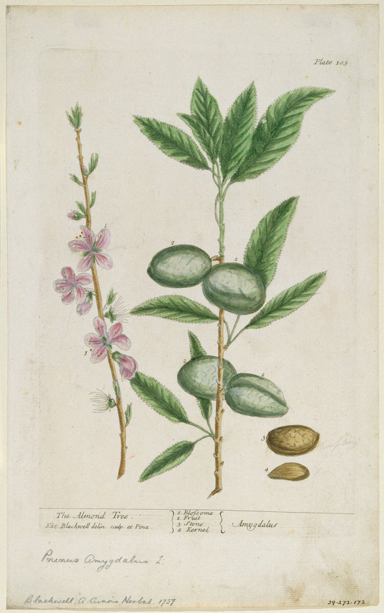 Prunus amygdalis dulcis. Makea manteli, 1737. tekijältä Elizabeth Blackwell
