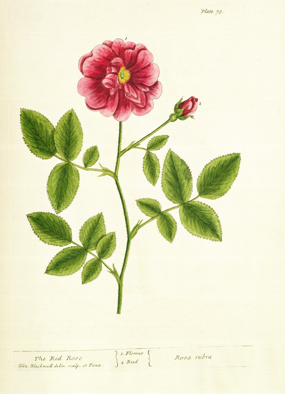Ruusu: Gallica, elokuvasta A Curious Herbal, 1737 tekijältä Elizabeth Blackwell