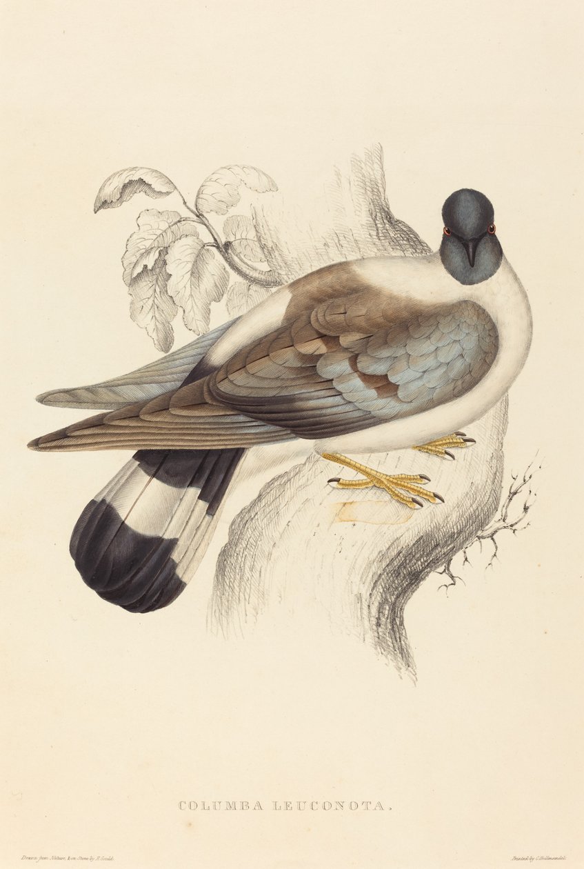 Columba Leuconota (lumikyhky) tekijältä Elizabeth Gould