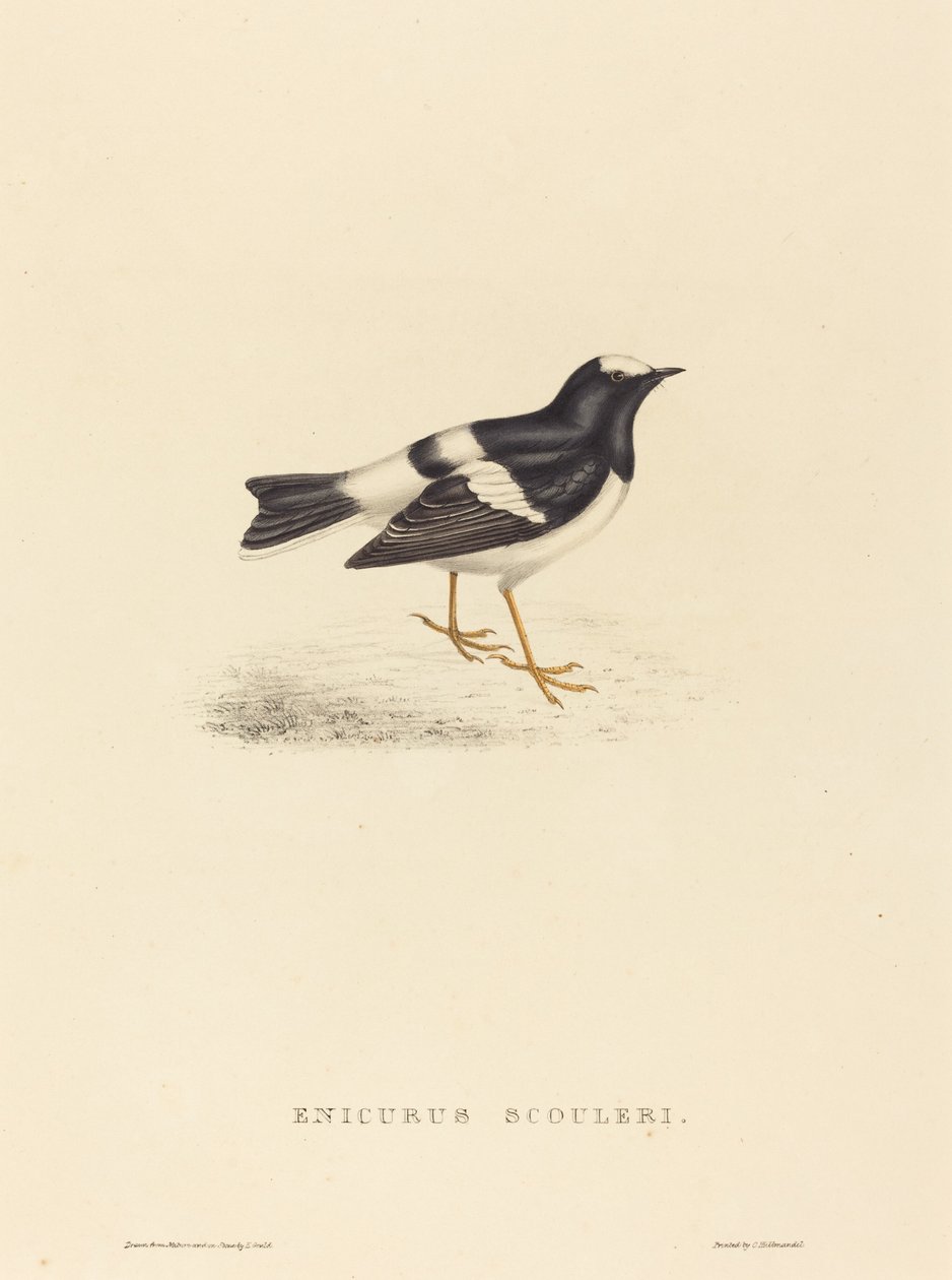 Enicurus Scouleri (Little Forktail) tekijältä Elizabeth Gould