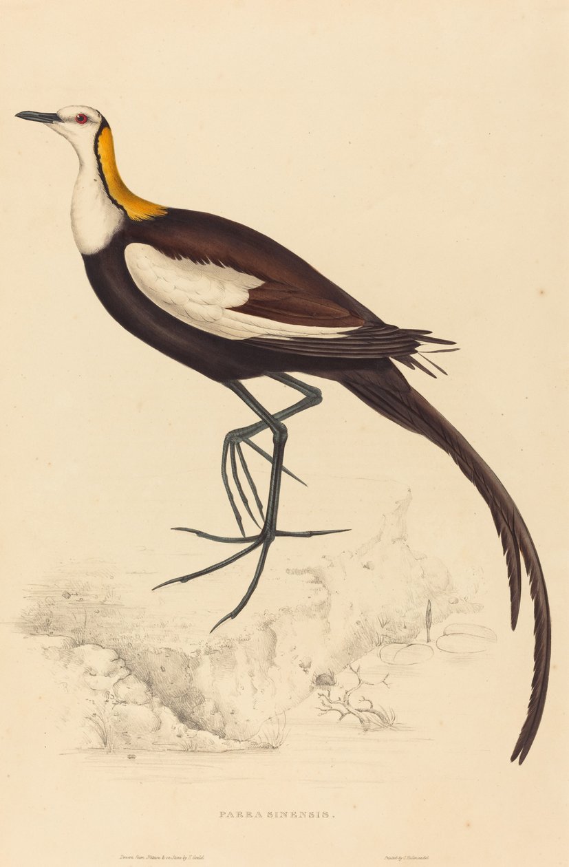 Parra Sinensis (fasaanipyrstöjacana) tekijältä Elizabeth Gould