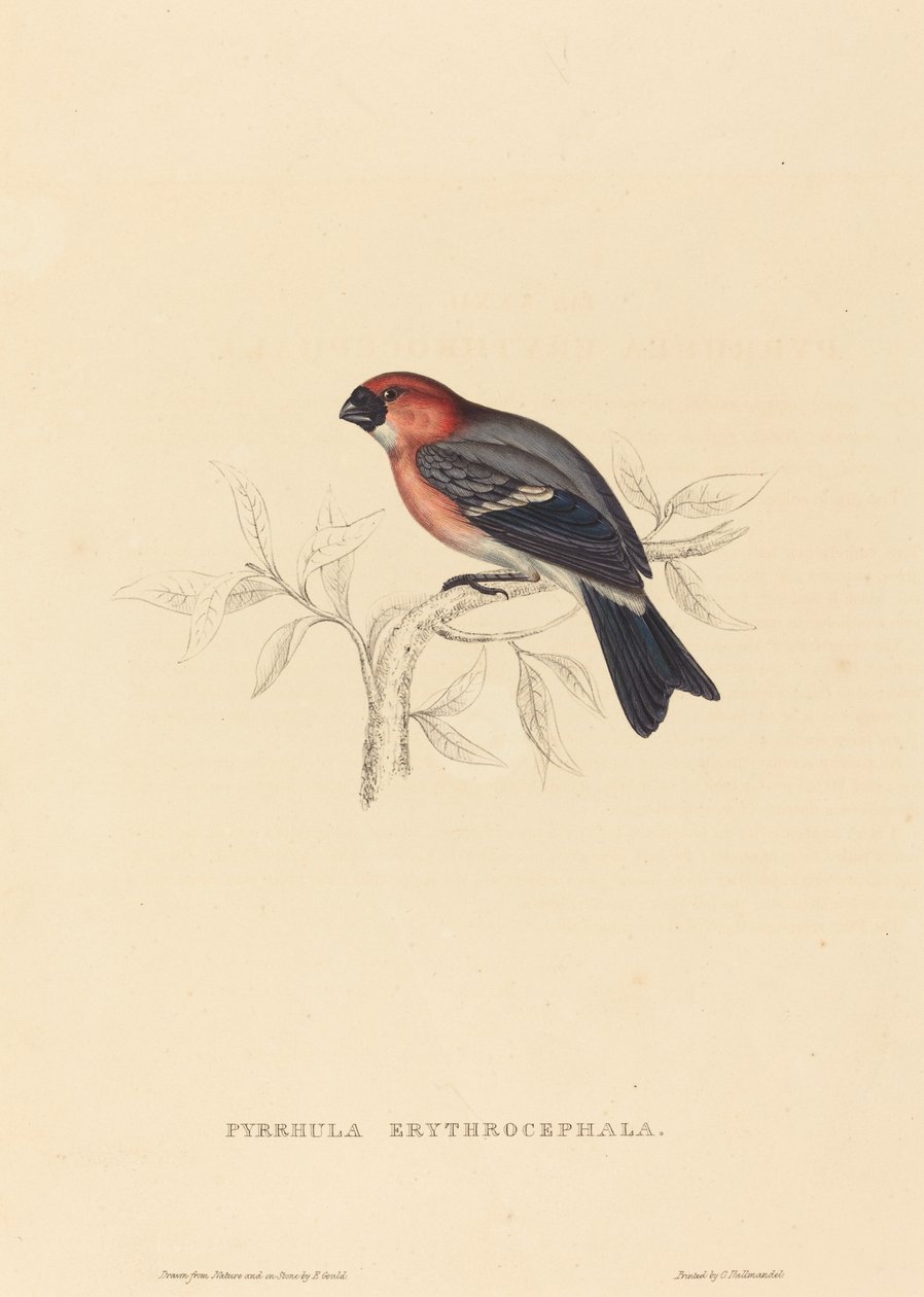 Pyrrhula Erythrocephala (punatukkainen härkä) tekijältä Elizabeth Gould