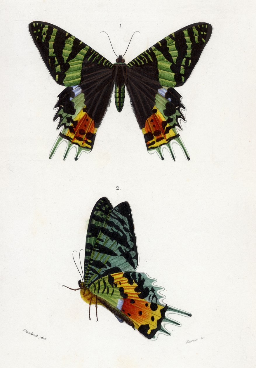 Urania Riphaeus, 1869 (käsinvärinen kaiverrus) tekijältä Emile Theophile Blanchard